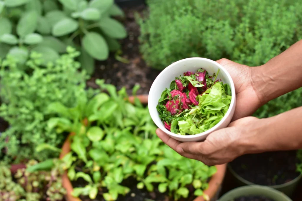 Horta no Quintal Como Transformar Seu Espaço em um Jardim Produtivo