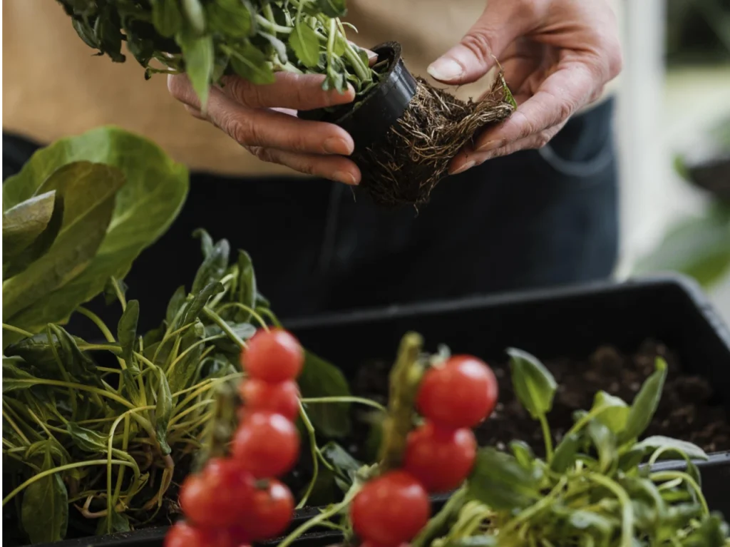 Cultivo de tomates em horta no quintal